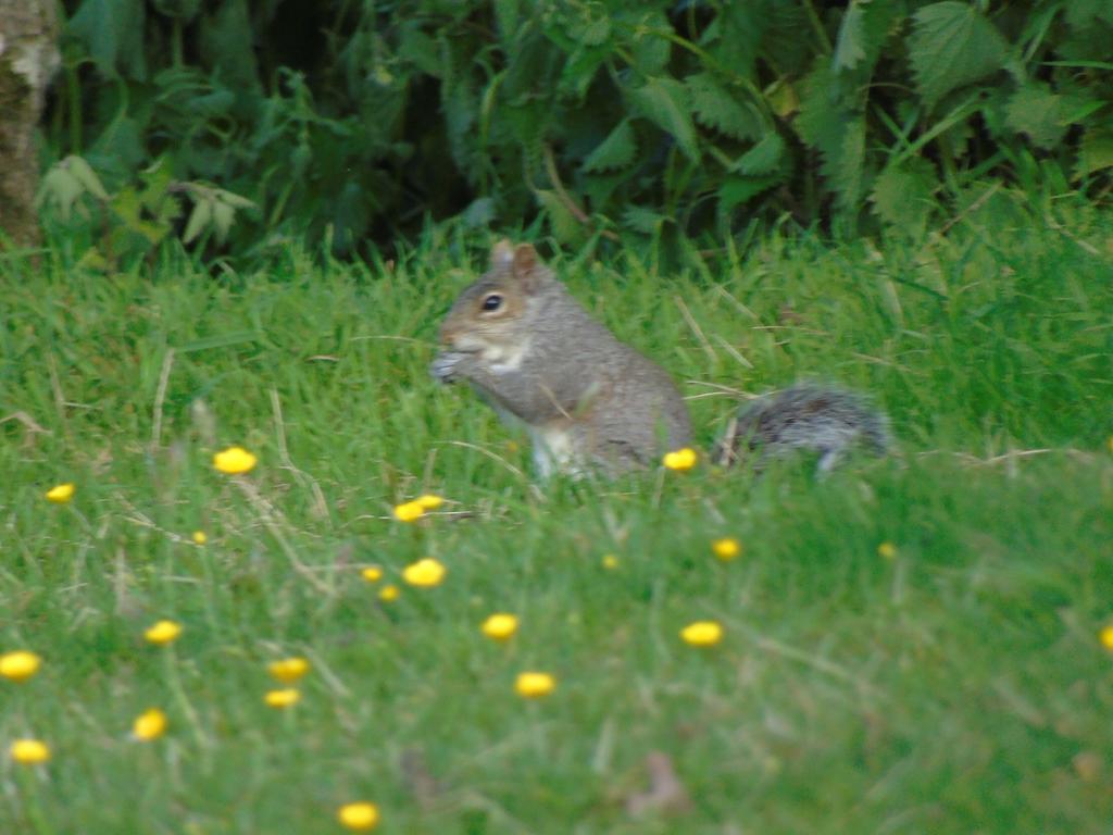Pwllgwilym B & B Builth Wells Buitenkant foto
